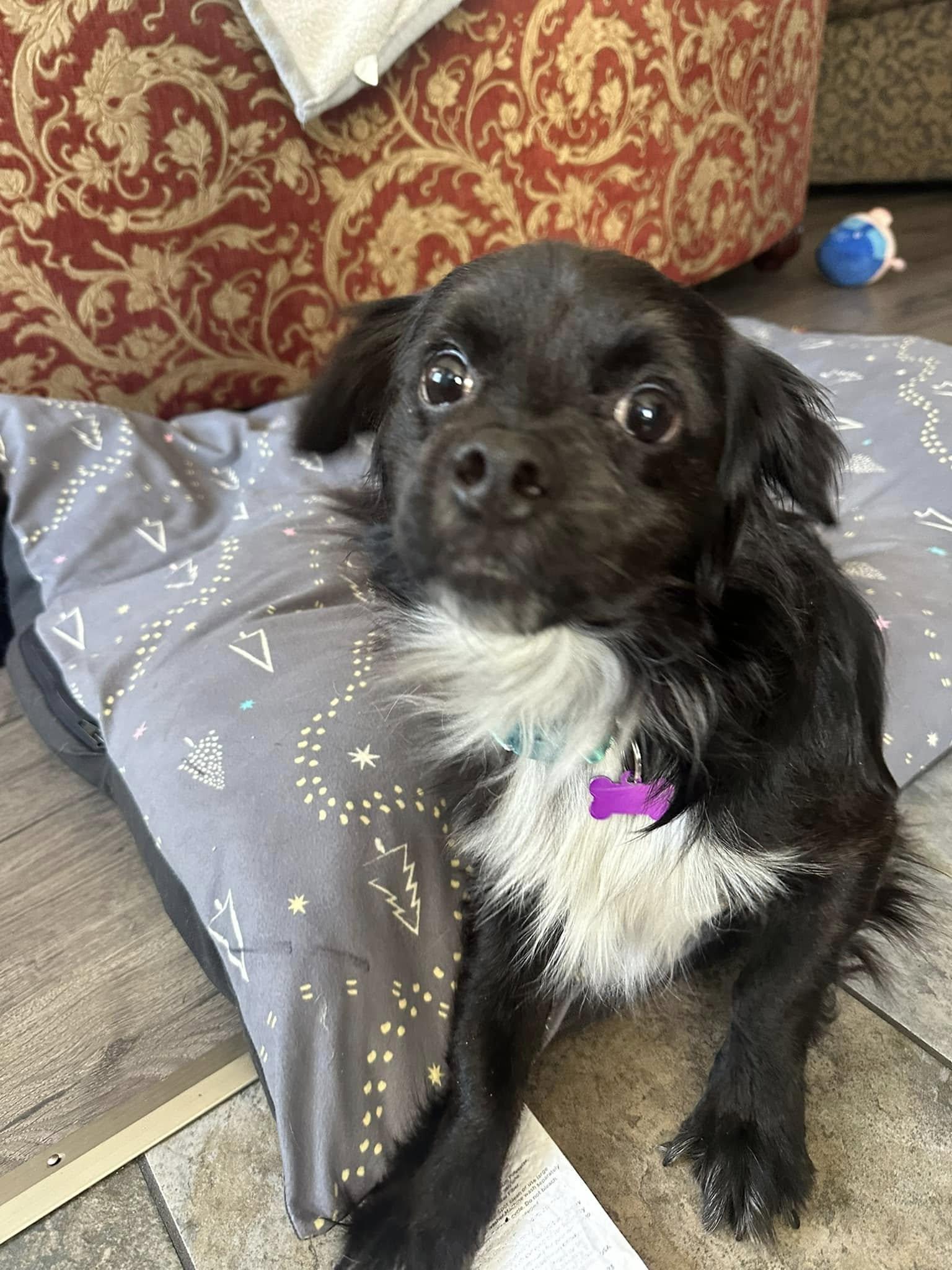 Enlarge Jaxon, a ADOPTABLE mixed breed in Bartlett, IL image 3/5