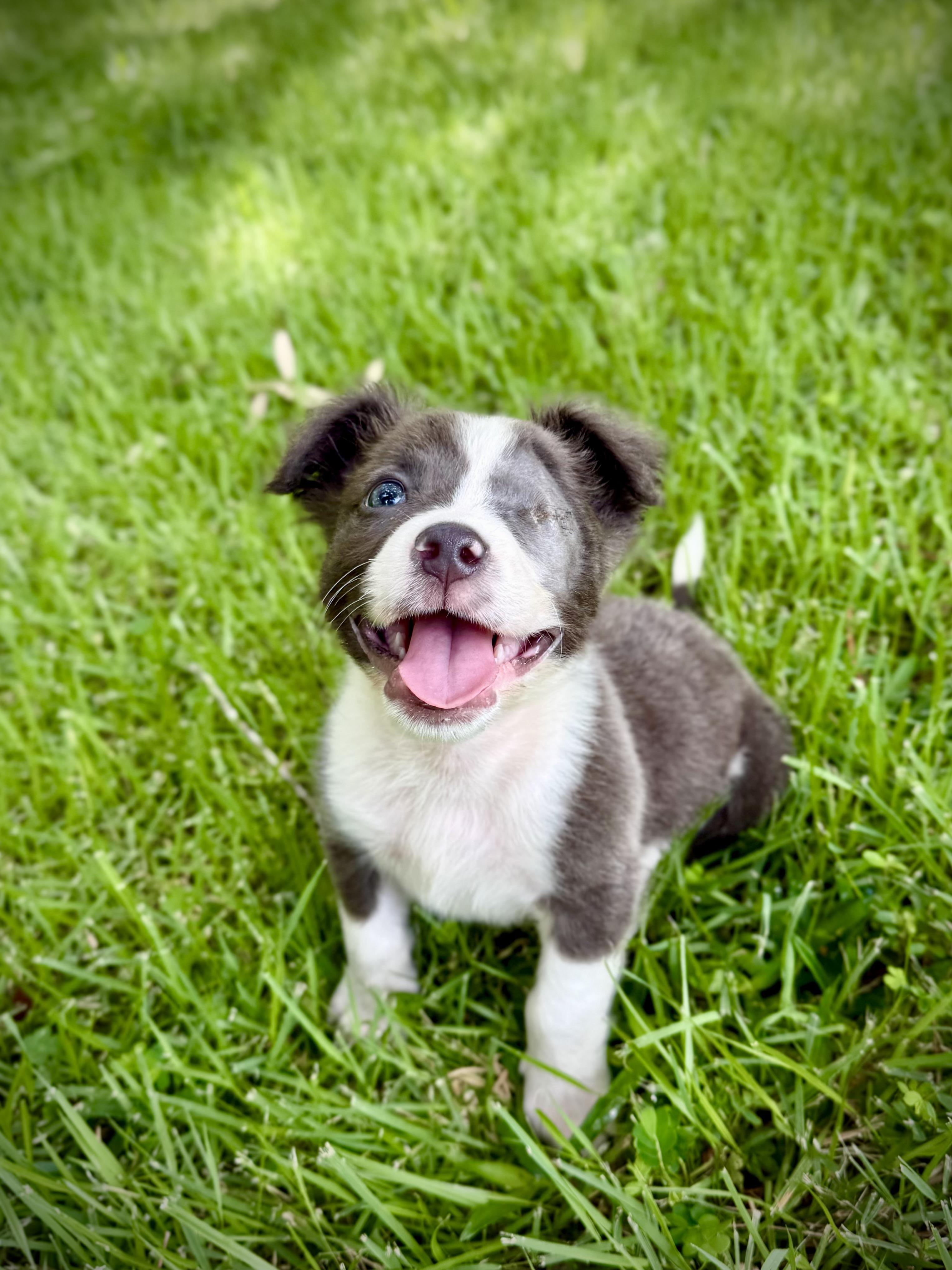 Gromit, an adopted mixed breed in Milton, FL image 3/6