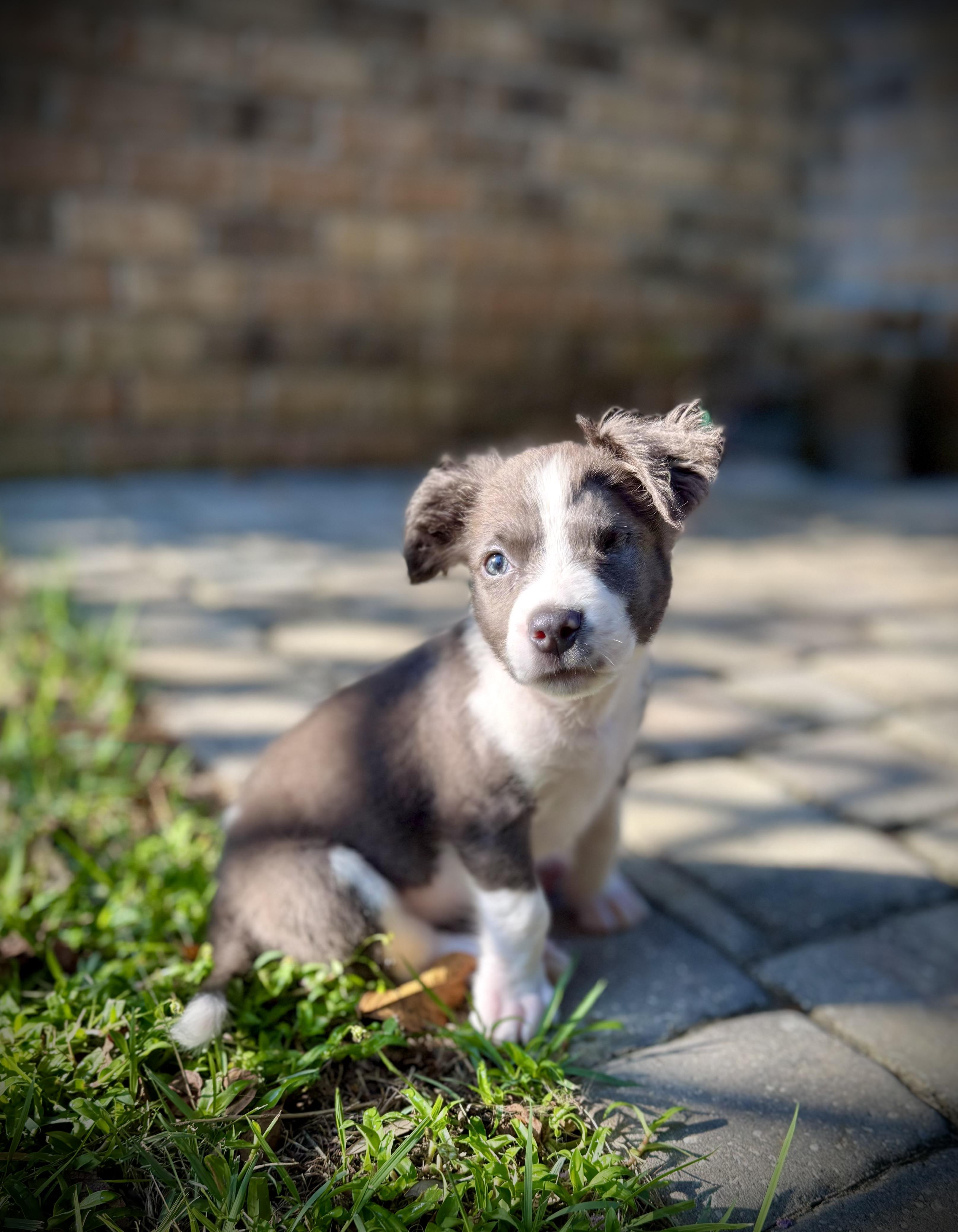 Gromit, an adopted mixed breed in Milton, FL image 6/6