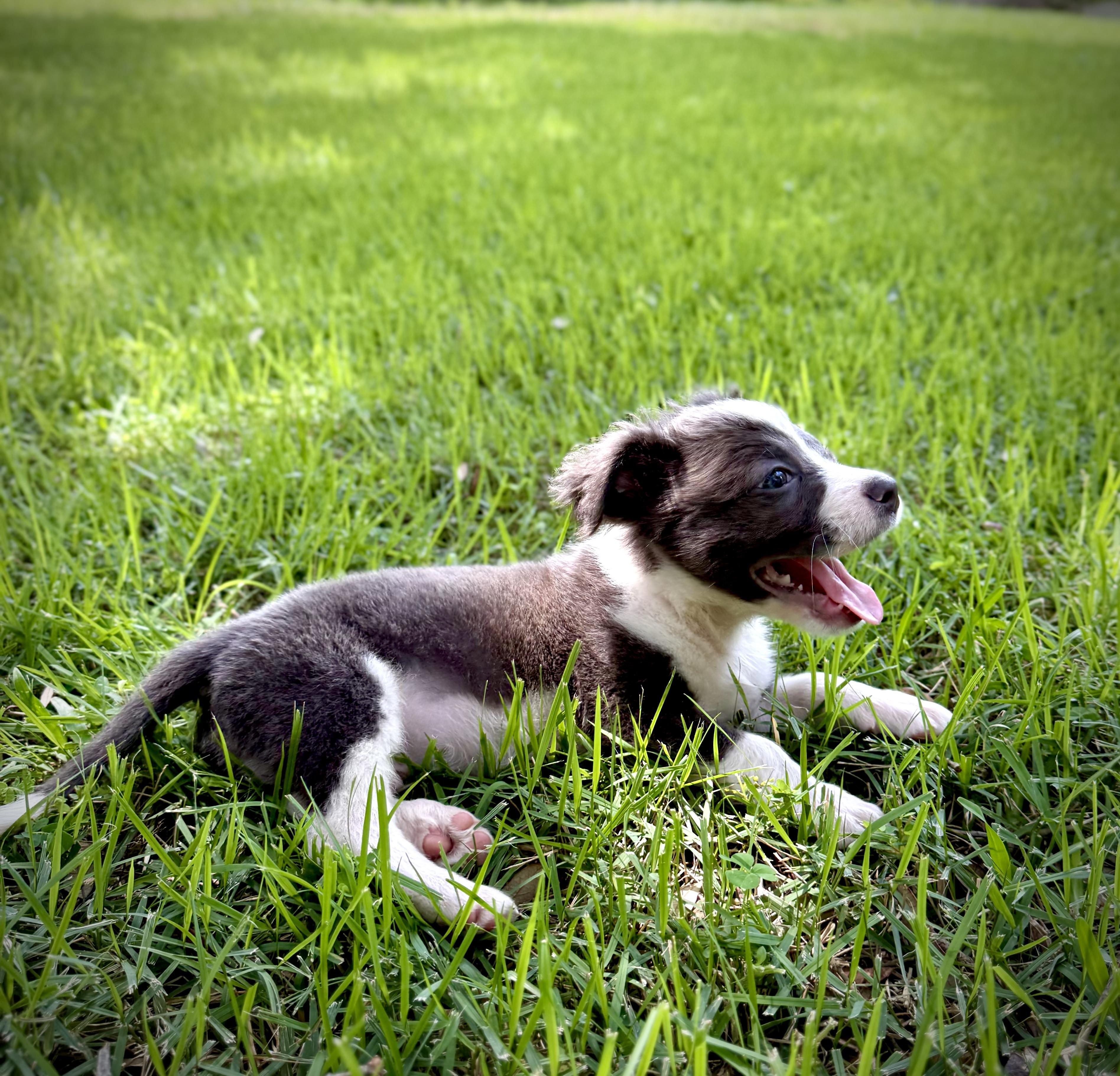 Gromit, an adopted mixed breed in Milton, FL image 2/6