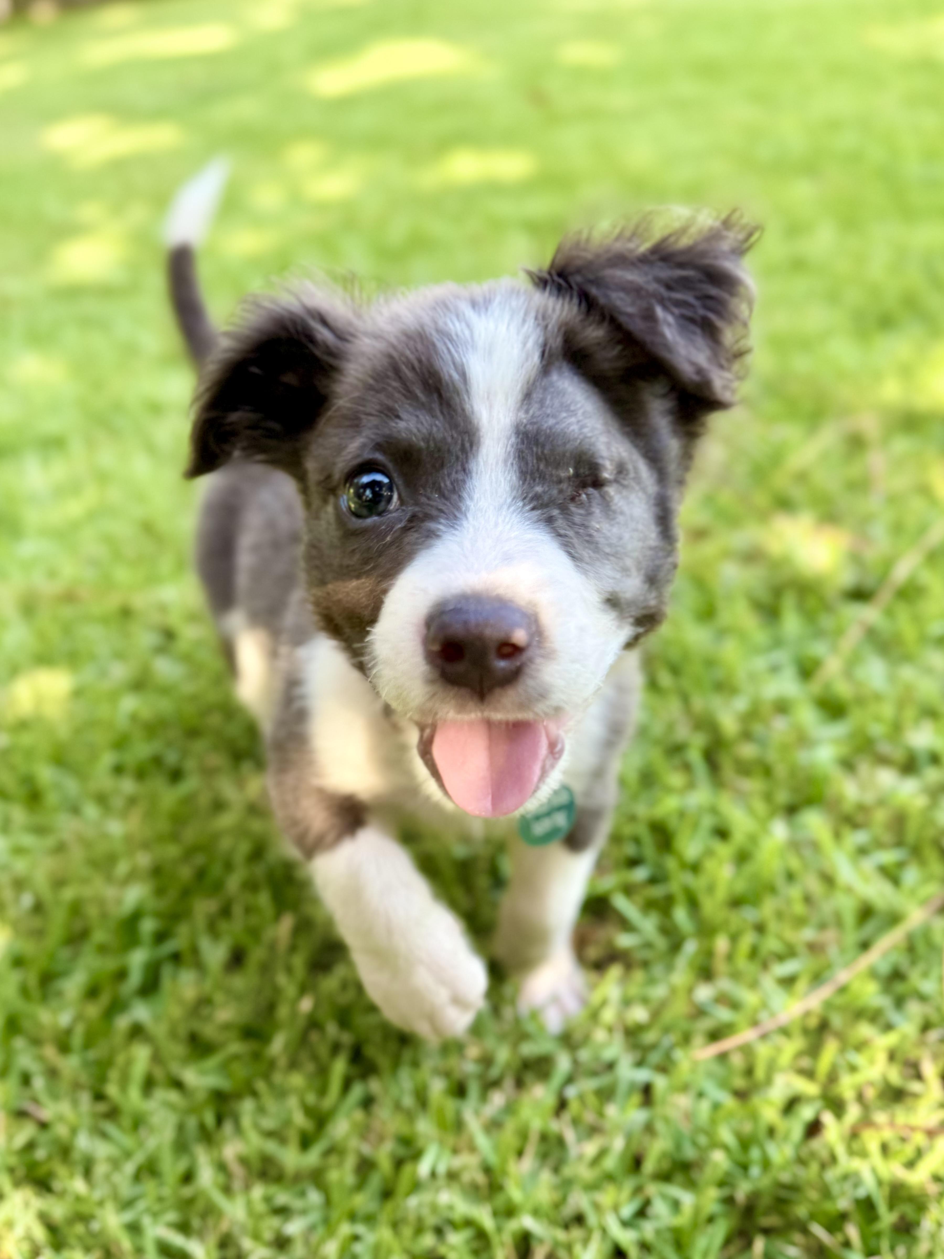 Gromit, an adopted mixed breed in Milton, FL image 1/6