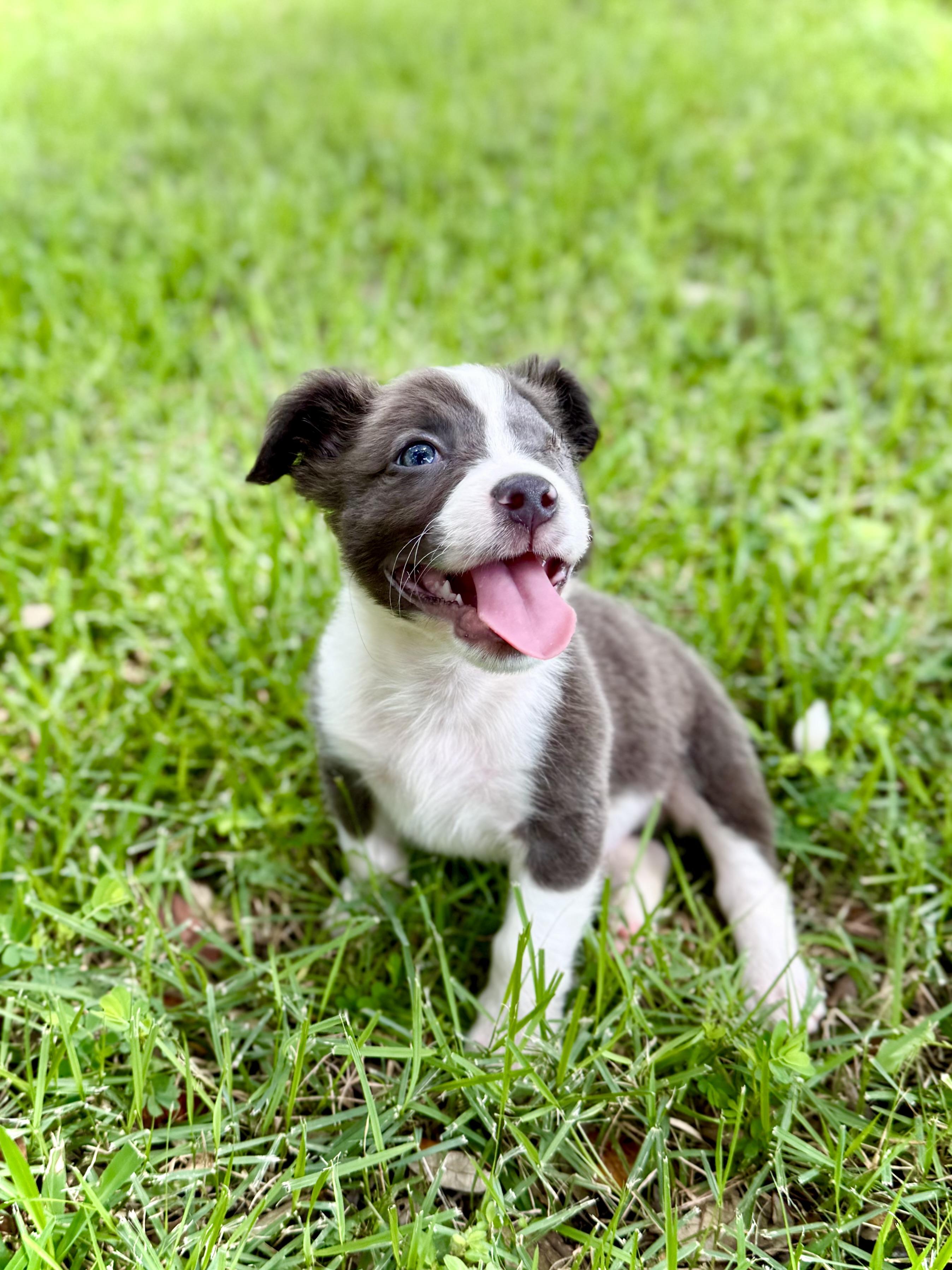 Gromit, an adopted mixed breed in Milton, FL image 5/6
