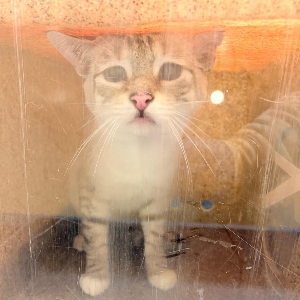 Marzipan, Adoptable, Adult Male Domestic Short Hair.
