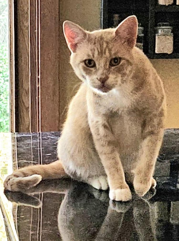 Enlarge Pinball, a Adopted Domestic Short Hair in Stockholm, WI image 1/1