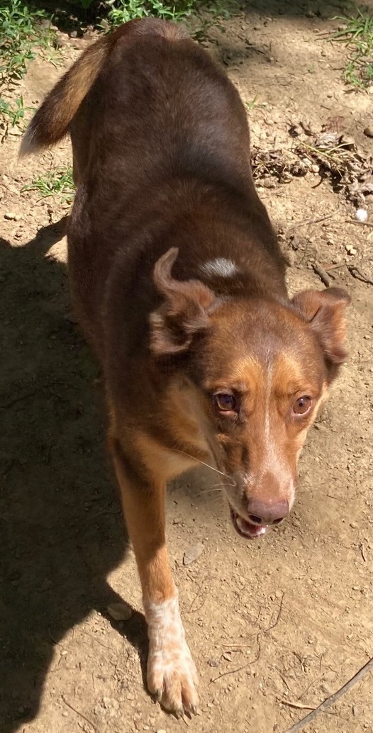 Enlarge Mack, a Adoptable mixed breed in Columbus, OH image 1/6