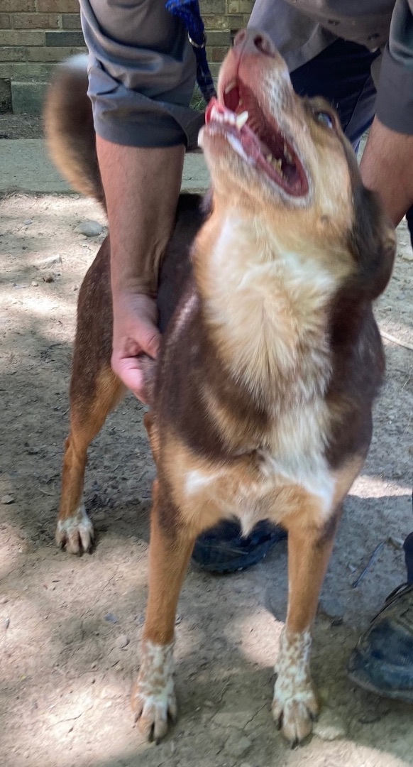 Enlarge Mack, a Adoptable mixed breed in Columbus, OH image 2/6