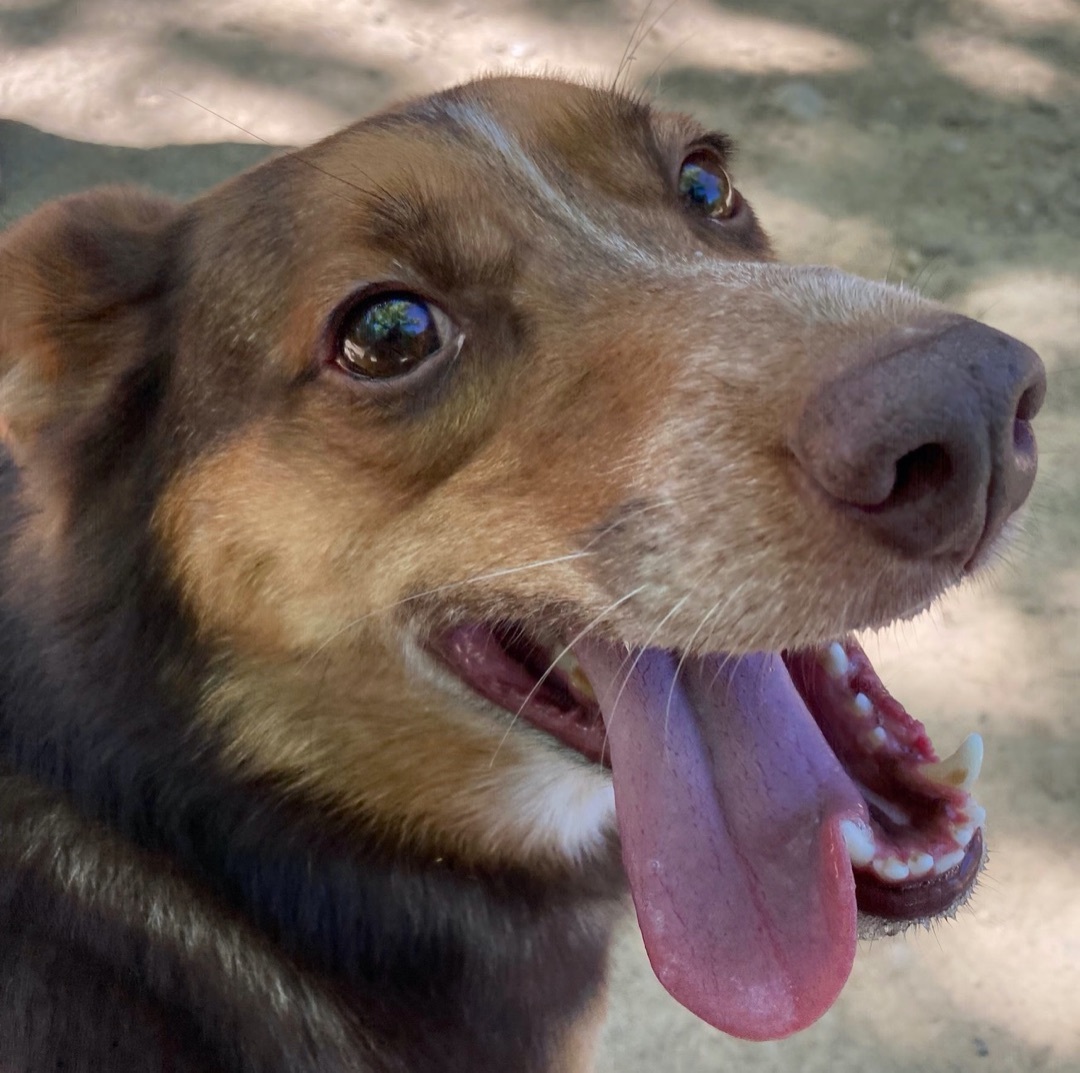 Enlarge Mack, a Adoptable mixed breed in Columbus, OH image 3/6