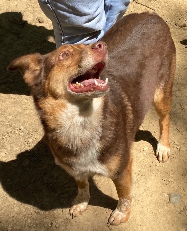 Enlarge Mack, a Adoptable mixed breed in Columbus, OH image 4/6