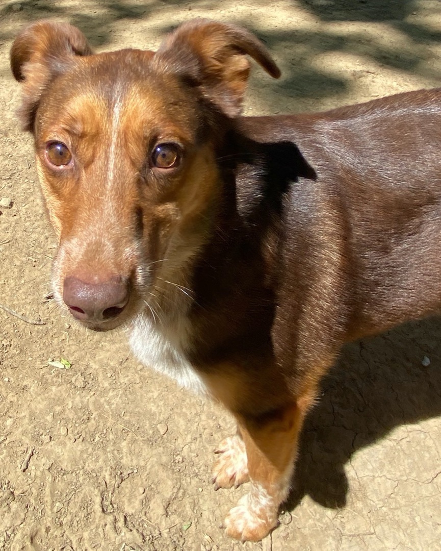 Enlarge Mack, a Adoptable mixed breed in Columbus, OH image 5/6