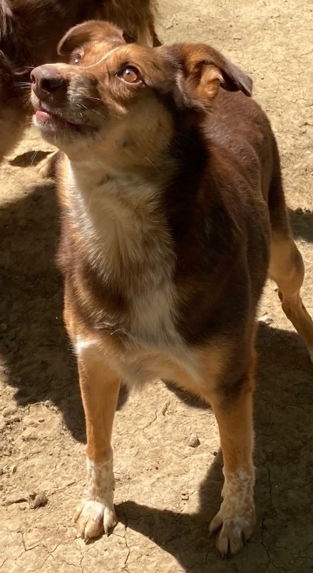 Enlarge Mack, a Adoptable mixed breed in Columbus, OH image 6/6