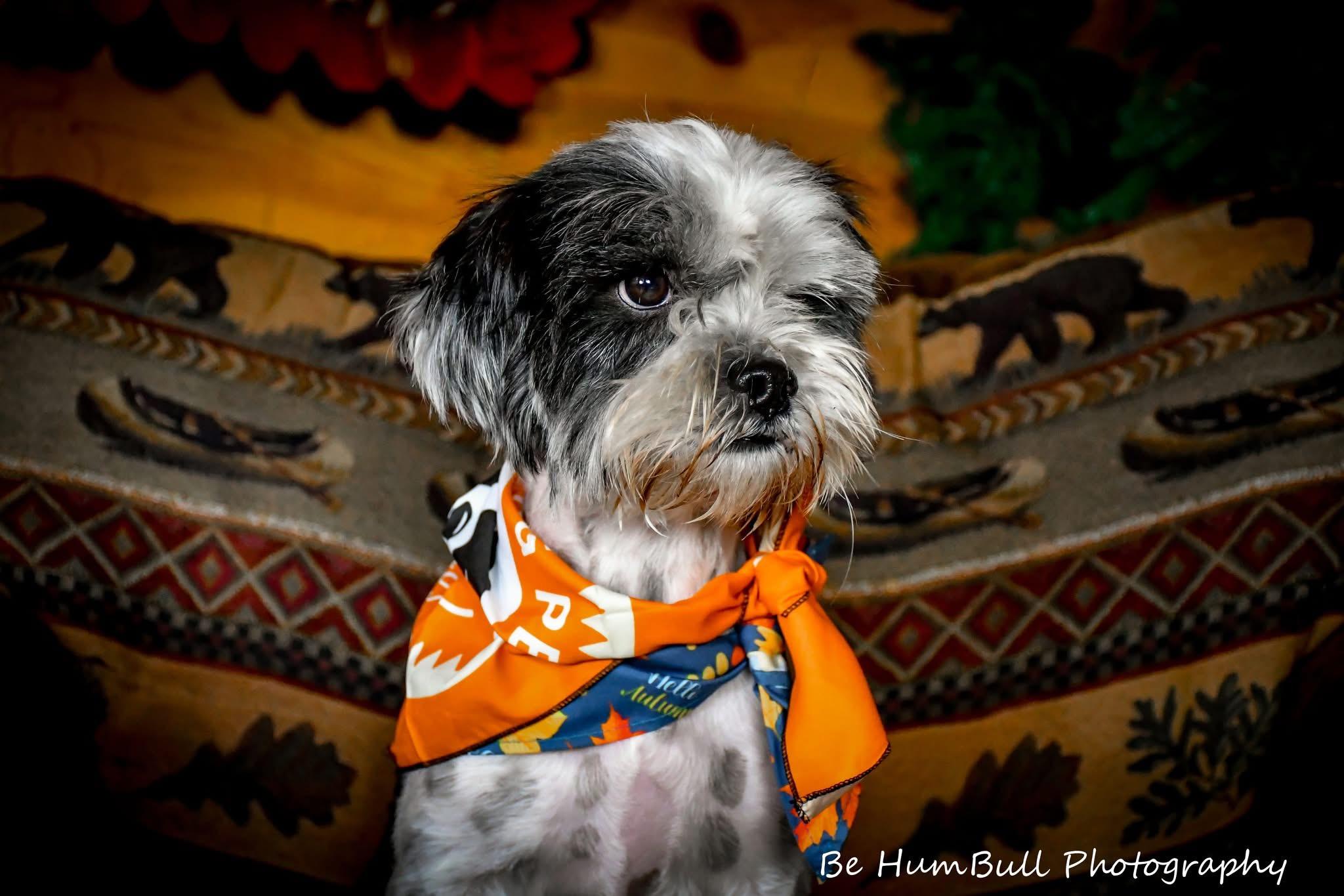 Enlarge Tango, a ADOPTABLE mixed breed in Georgetown , CA image 1/1