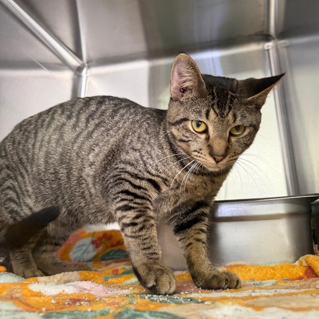 Zoro, Adoptable, Young Male Domestic Short Hair.