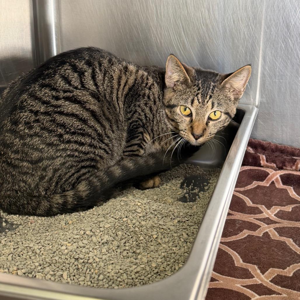 Zoro, Adoptable, Young Male Domestic Short Hair.