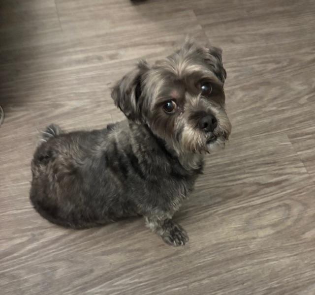 Mika, a ADOPTABLE Havanese in Surrey, BC image 1/2