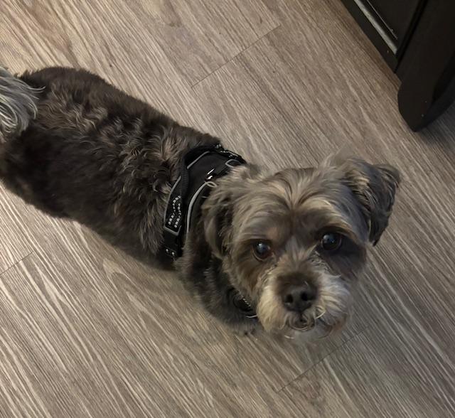 Mika, a ADOPTABLE Havanese in Surrey, BC image 2/2