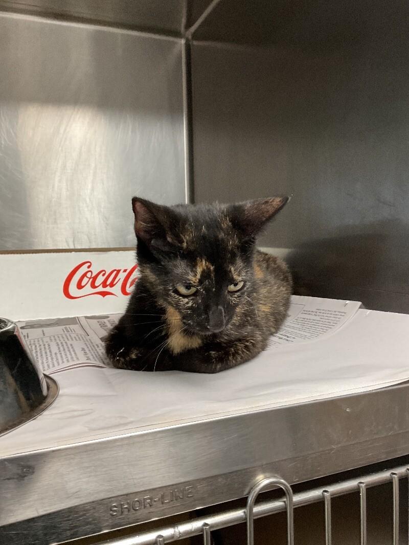 Enlarge Lattice, a Adoptable Domestic Short Hair in Jackson, TN image 1/1