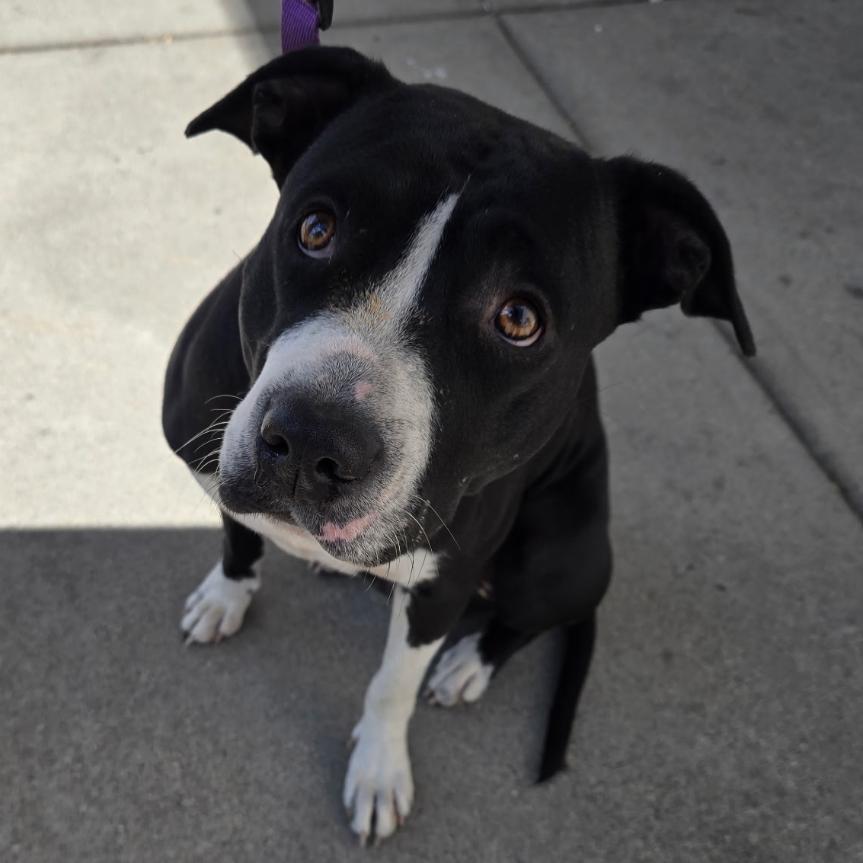 Raven, Adoptable, Adult Female Terrier.