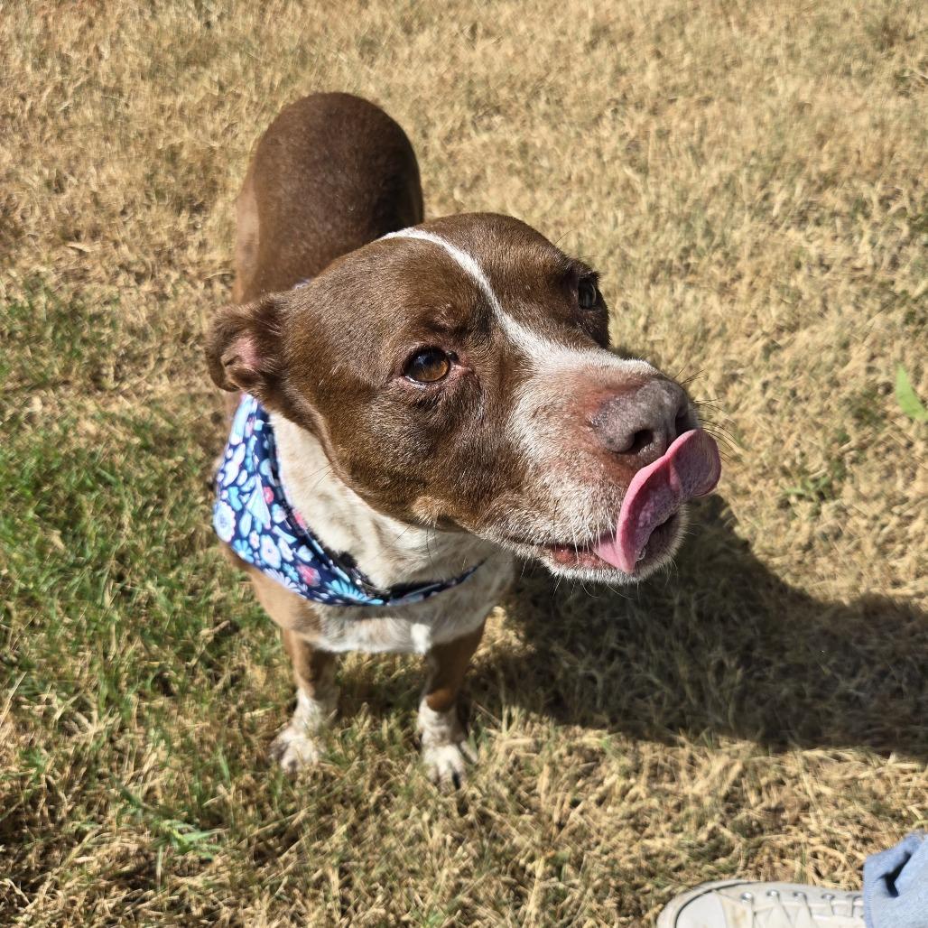 Bambi, Adoptable, Senior Female Shepherd & Terrier.