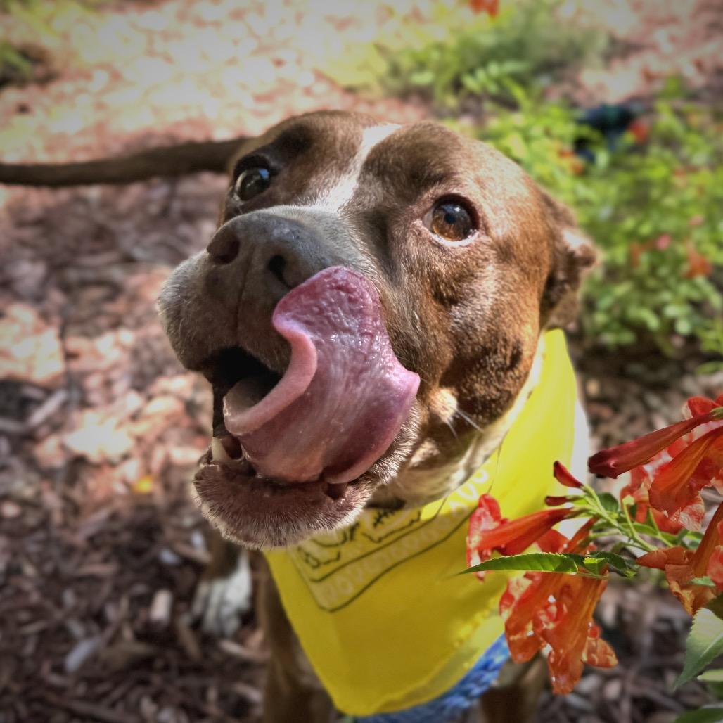 Enlarge Bambi, a Adoptable mixed breed in San Antonio, TX image 2/6