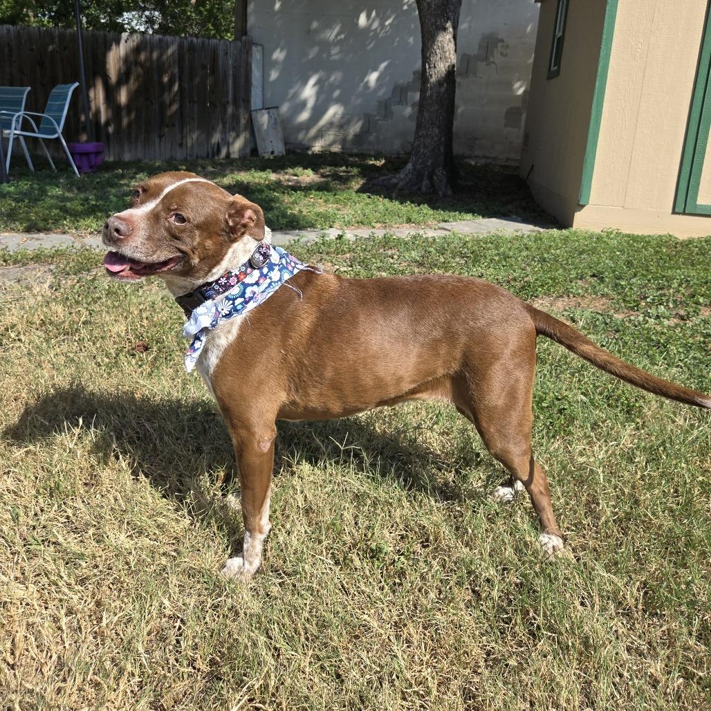 Enlarge Bambi, a Adoptable mixed breed in San Antonio, TX image 3/6