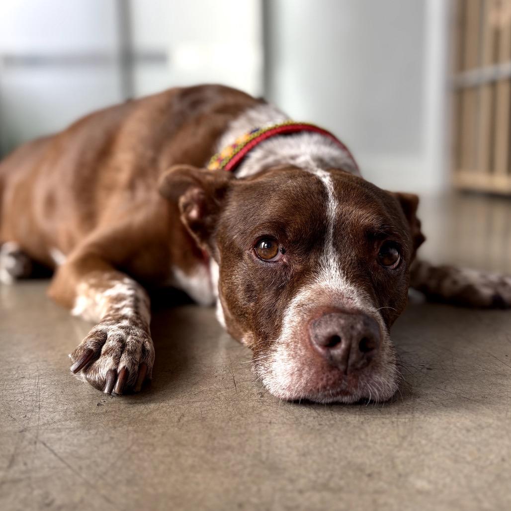 Enlarge Bambi, a Adoptable mixed breed in San Antonio, TX image 3/6