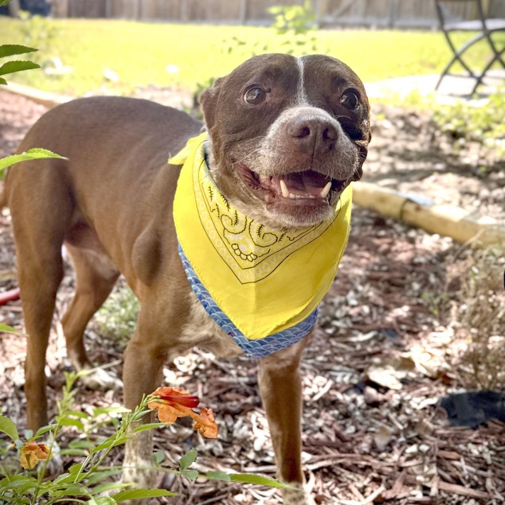 Enlarge Bambi, a Adoptable mixed breed in San Antonio, TX image 3/6