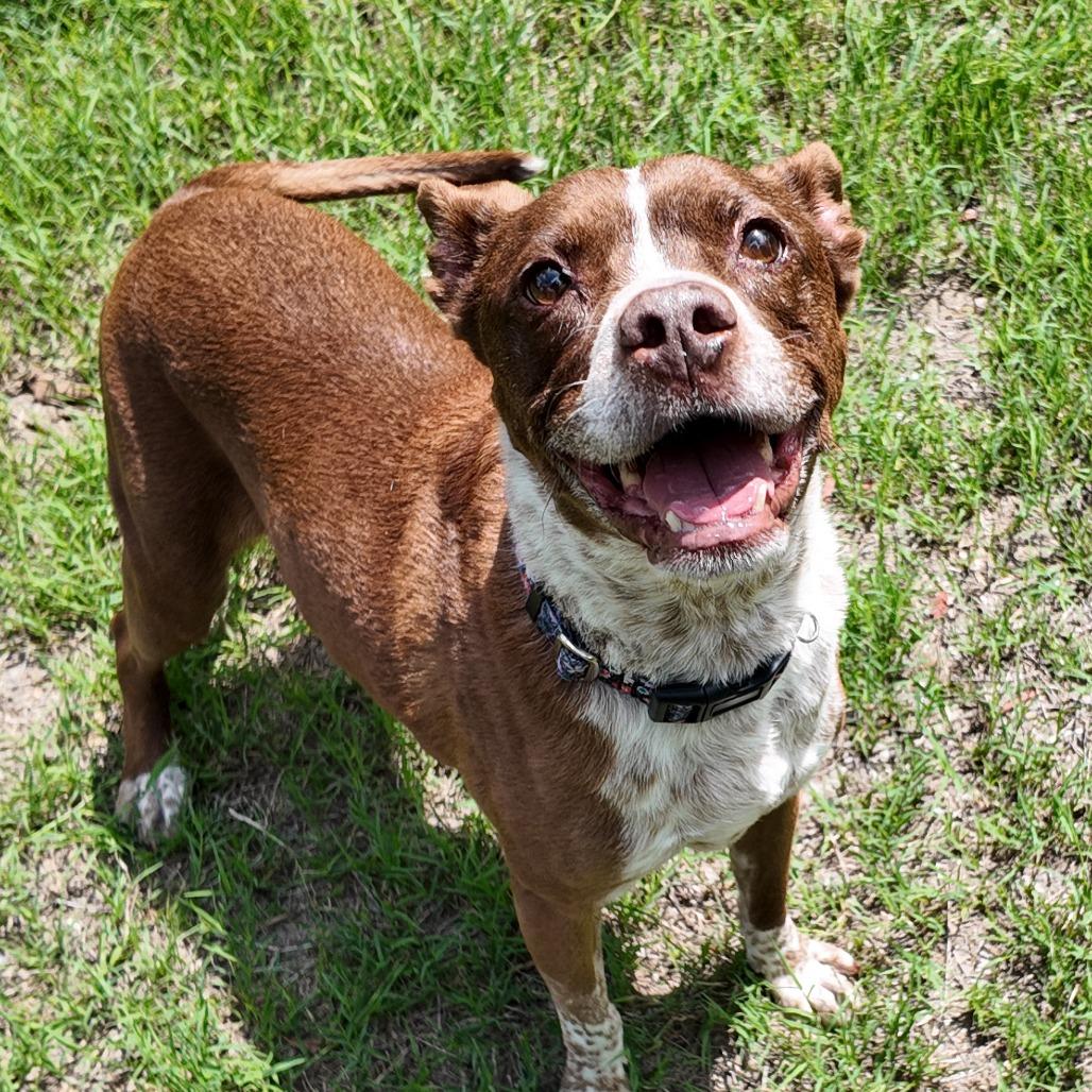 Bambi, a Adoptable mixed breed in San Antonio, TX image 3/6