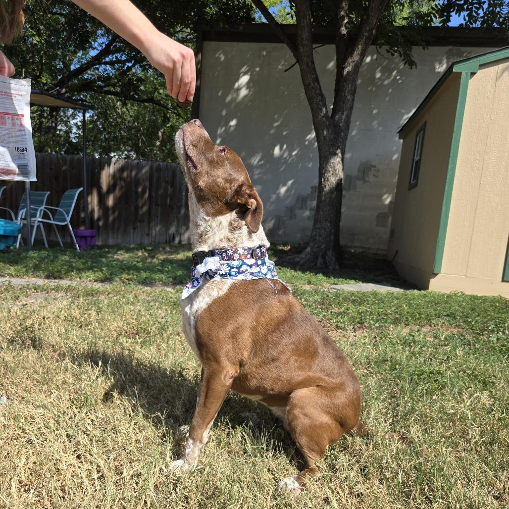 Enlarge Bambi, a Adoptable mixed breed in San Antonio, TX image 4/6