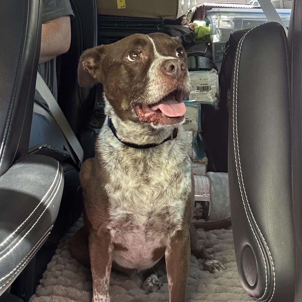 Enlarge Bambi, a Adoptable mixed breed in San Antonio, TX image 5/6