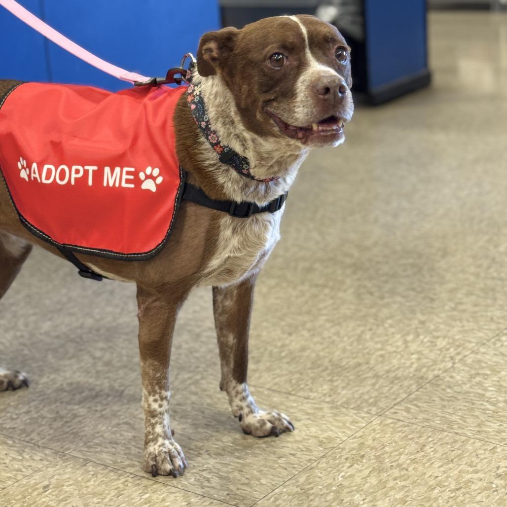 Enlarge Bambi, a Adoptable mixed breed in San Antonio, TX image 5/6