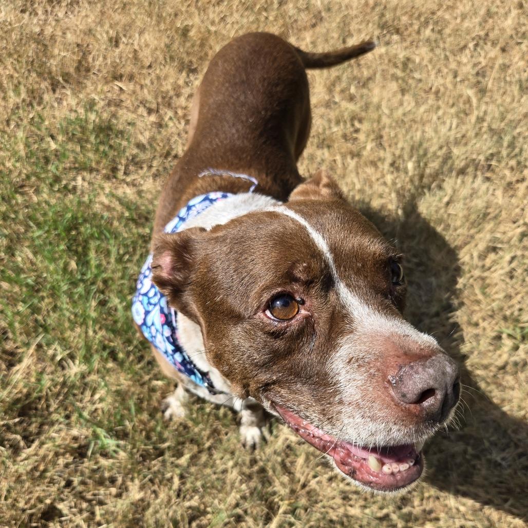 Enlarge Bambi, a Adoptable mixed breed in San Antonio, TX image 6/6