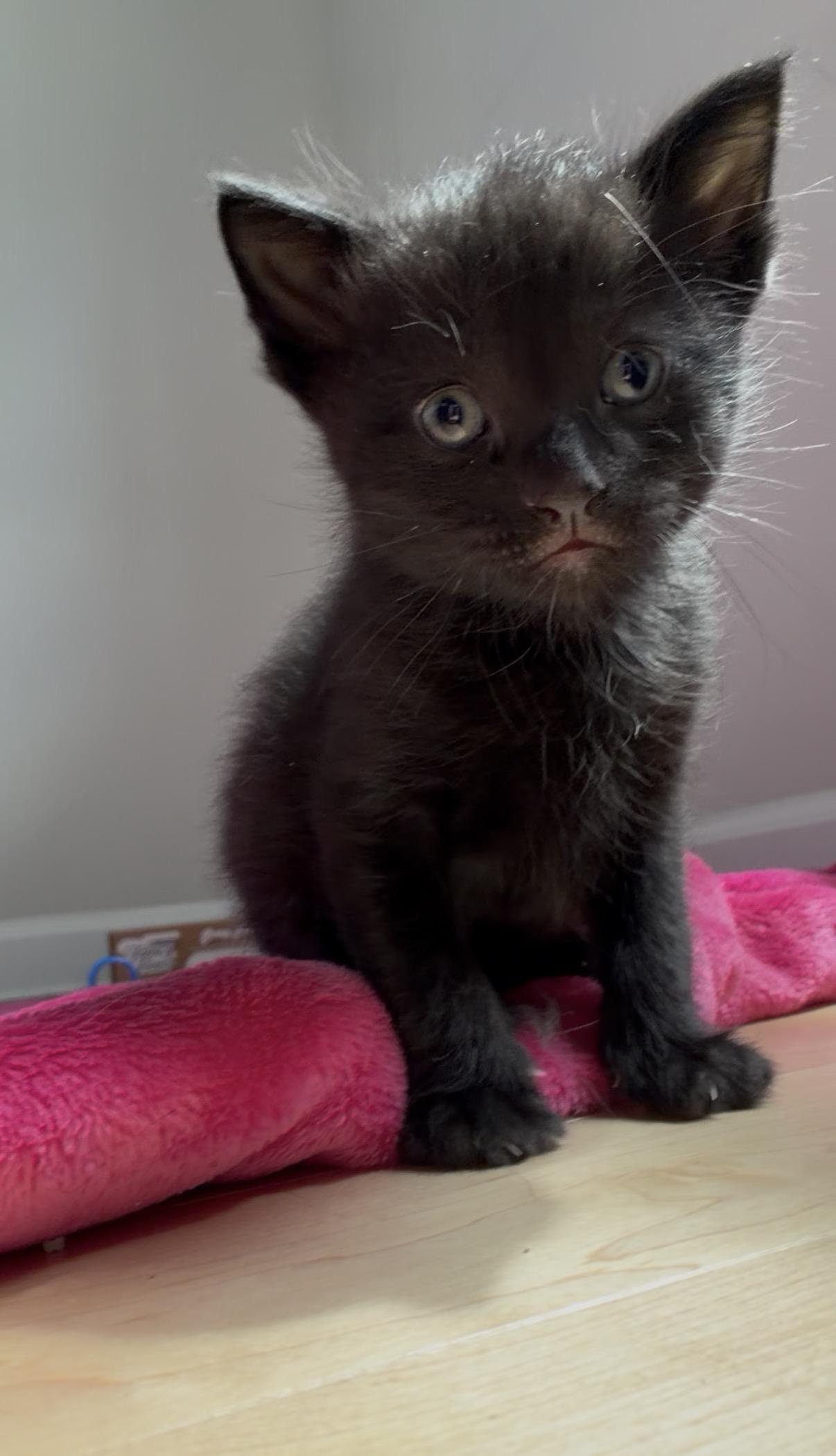 Bellamy, an adopted Domestic Medium Hair in Albany, NY image 3/4