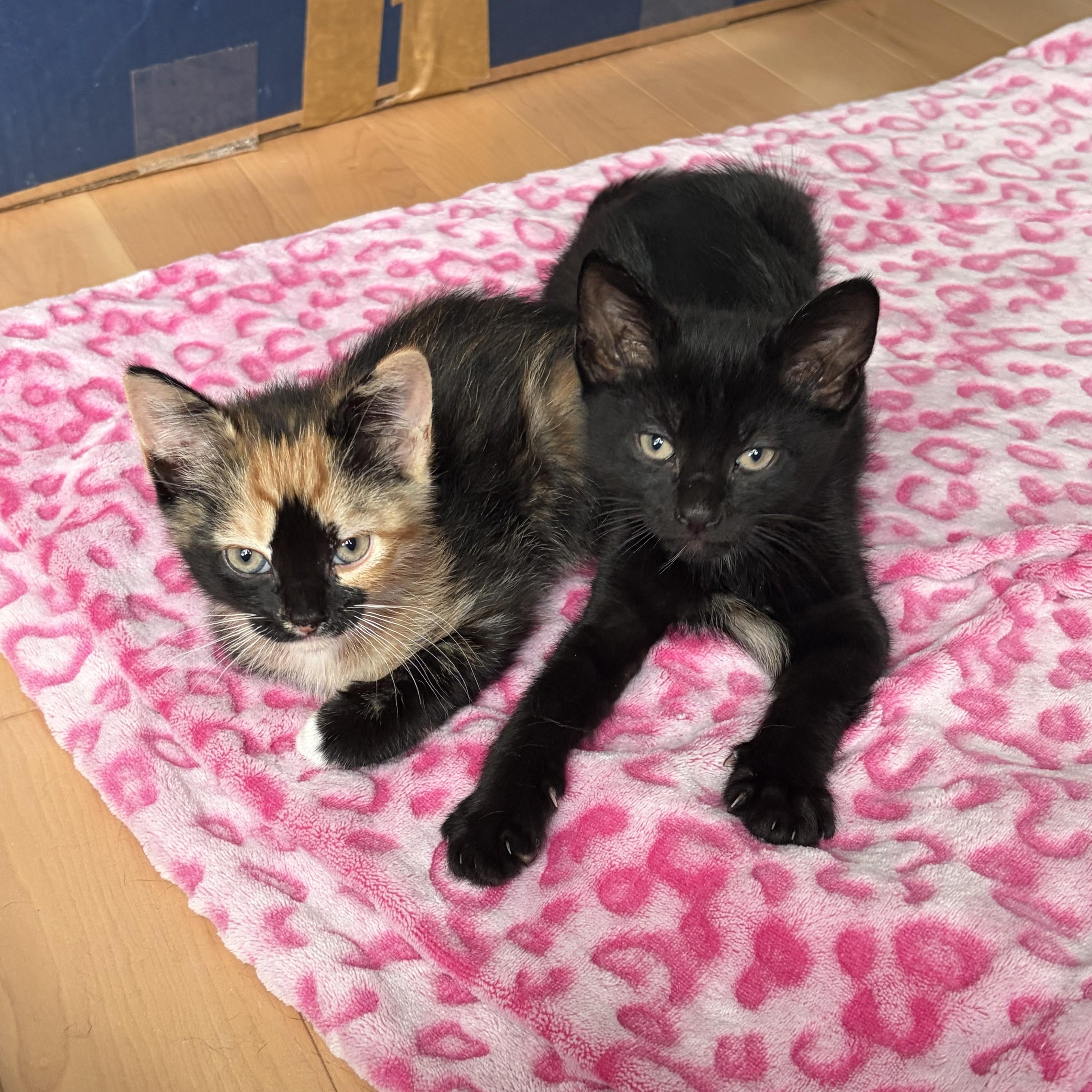 Bellamy, an adopted Domestic Medium Hair in Albany, NY image 2/4
