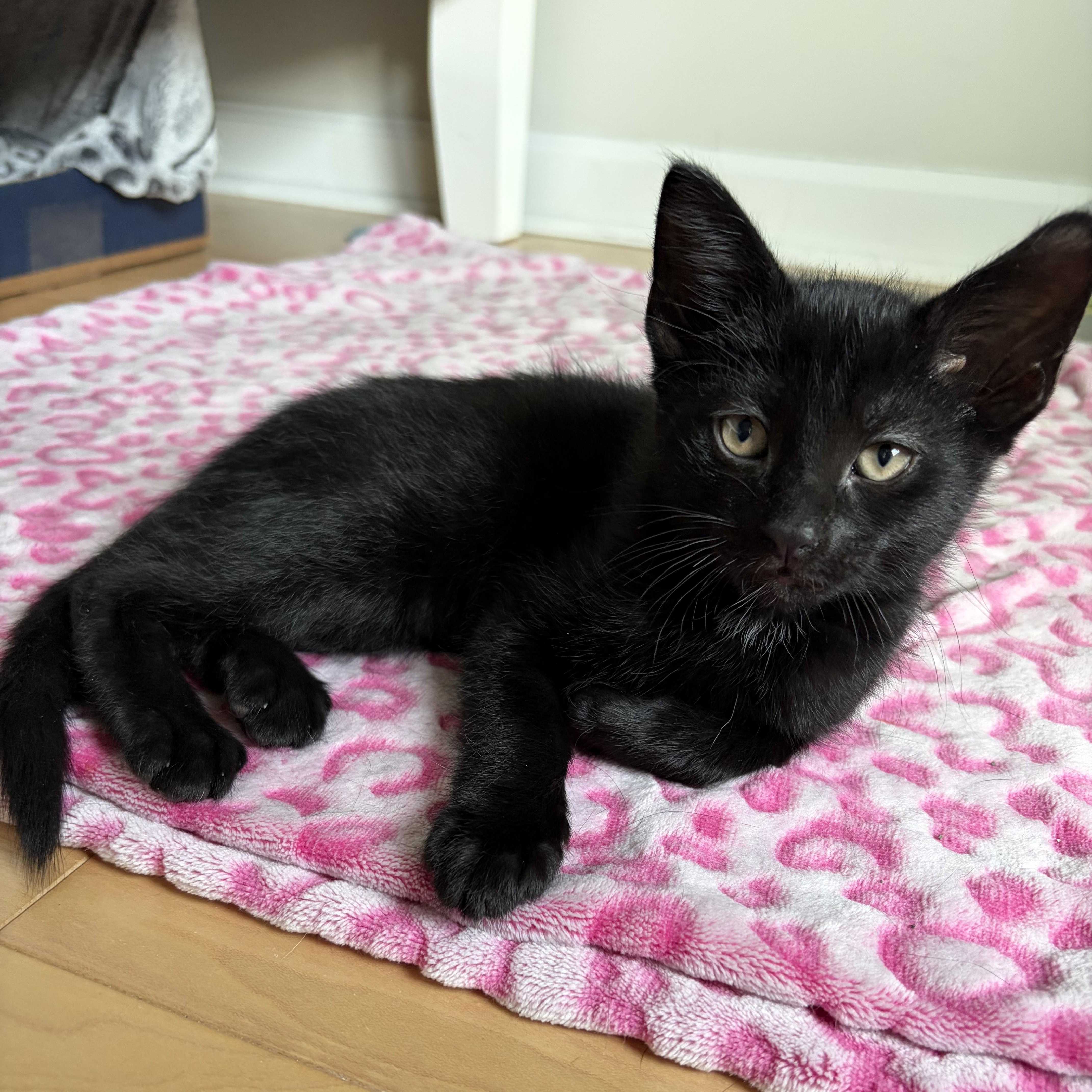 Bellamy, adopted, Kitten Male Domestic Medium Hair.
