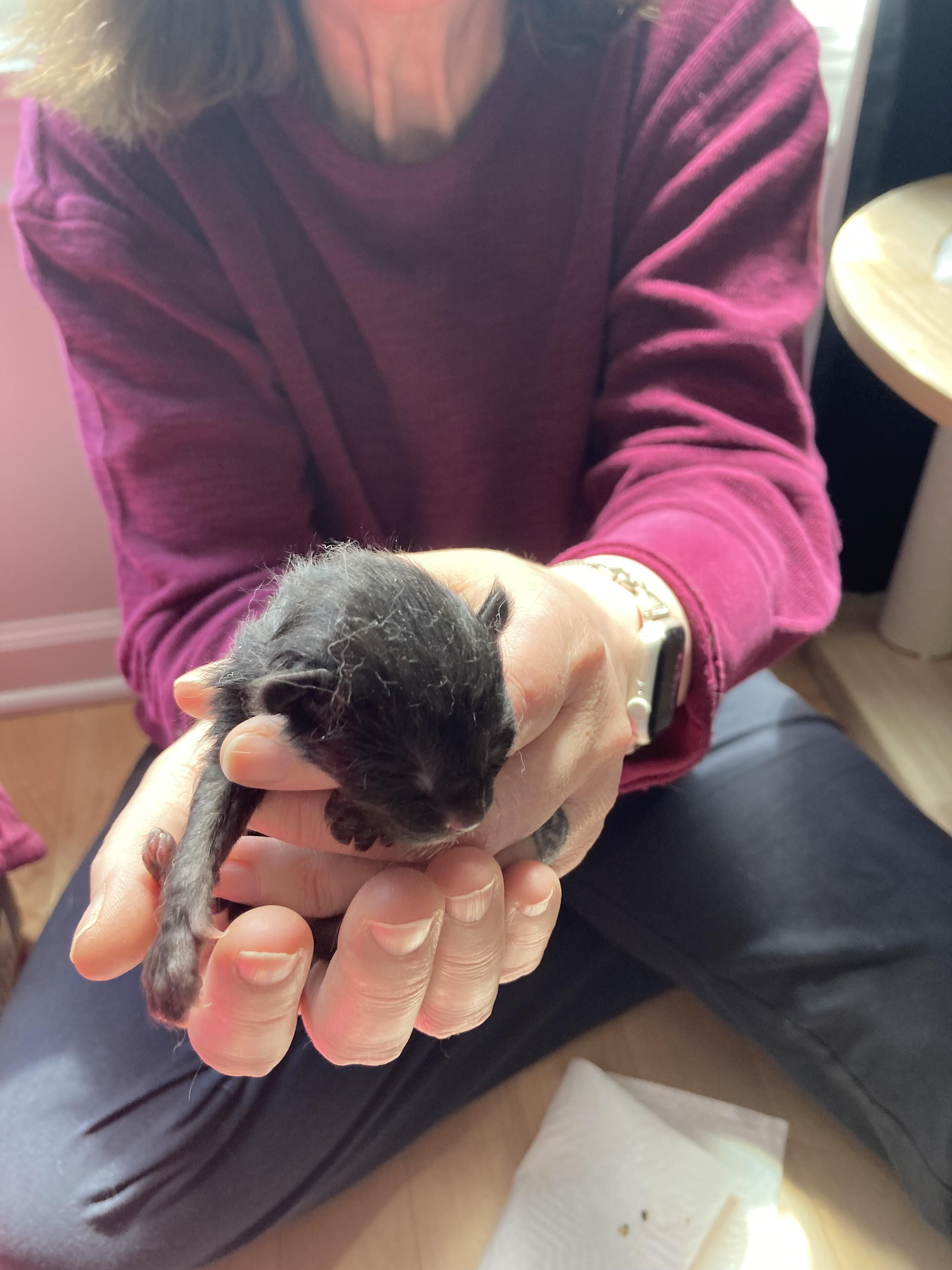 Bellamy, an adopted Domestic Medium Hair in Albany, NY image 4/4