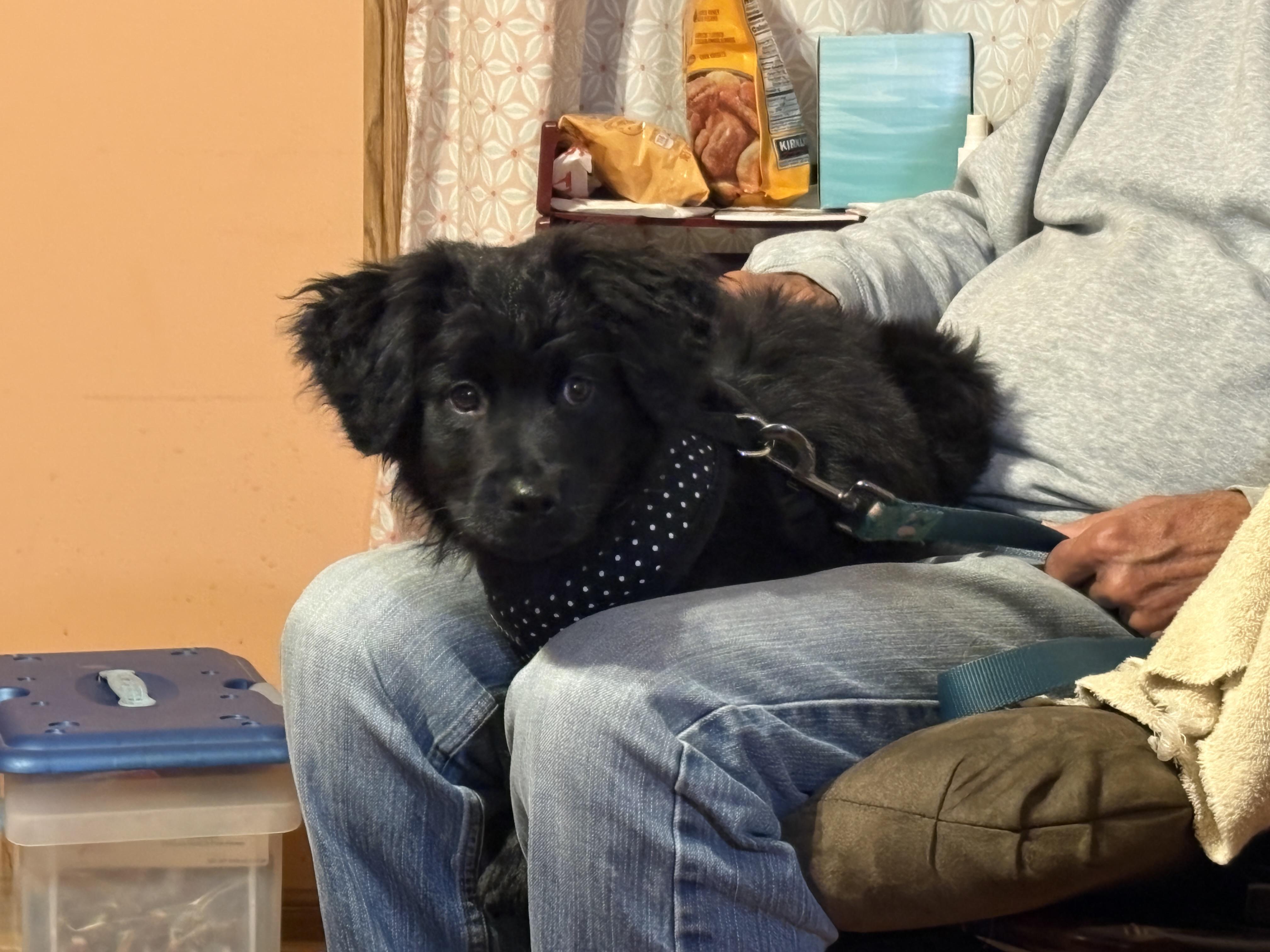 Enlarge Link, a Adopted mixed breed in Aurora, IL image 4/6
