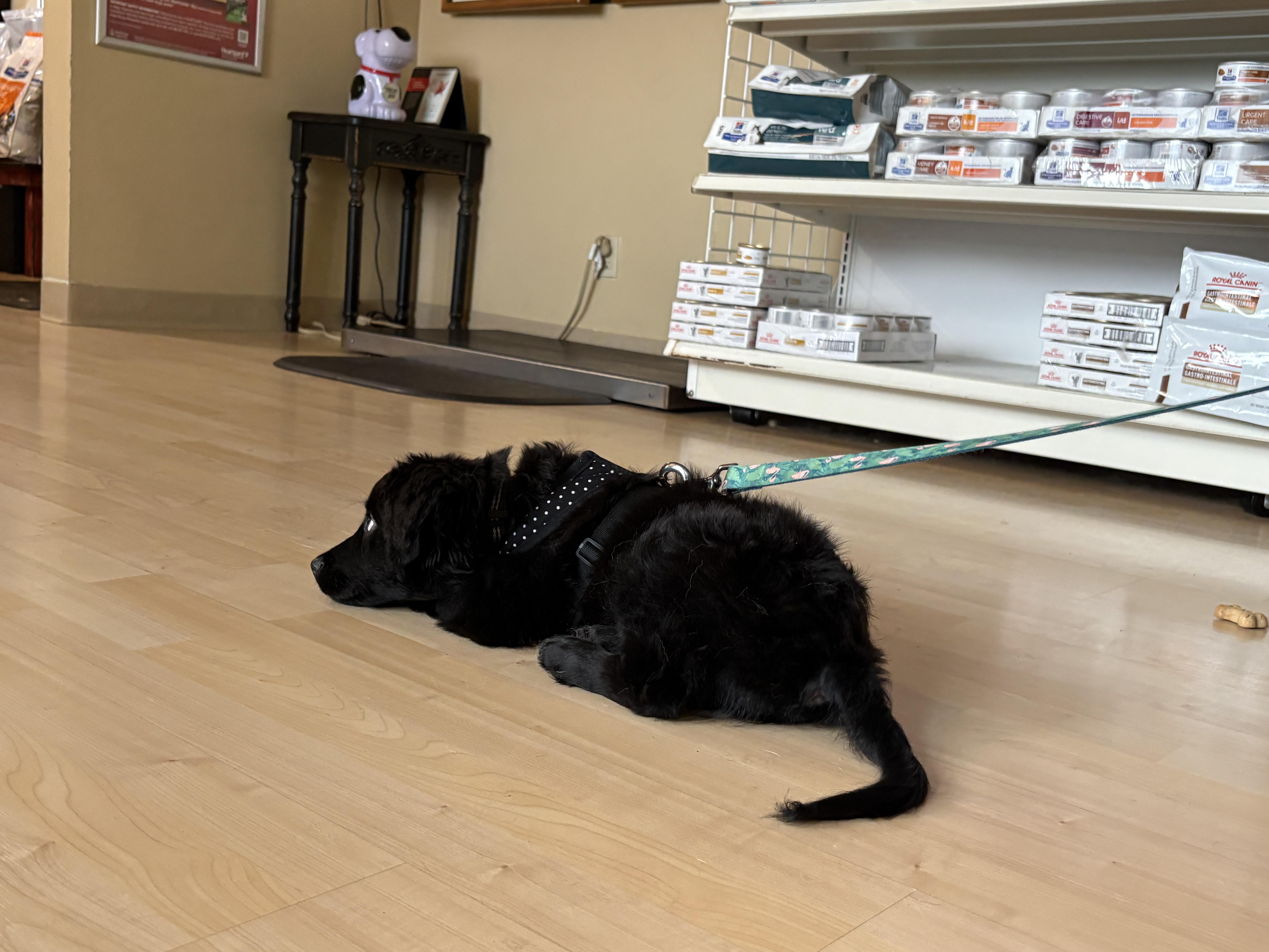 Enlarge Link, a Adopted mixed breed in Aurora, IL image 5/6
