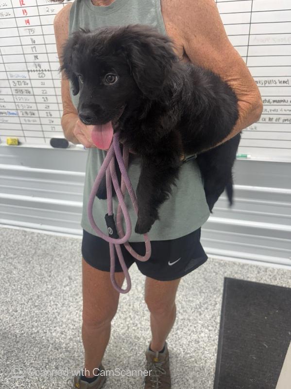 Enlarge Link, a Adopted mixed breed in Aurora, IL image 2/6