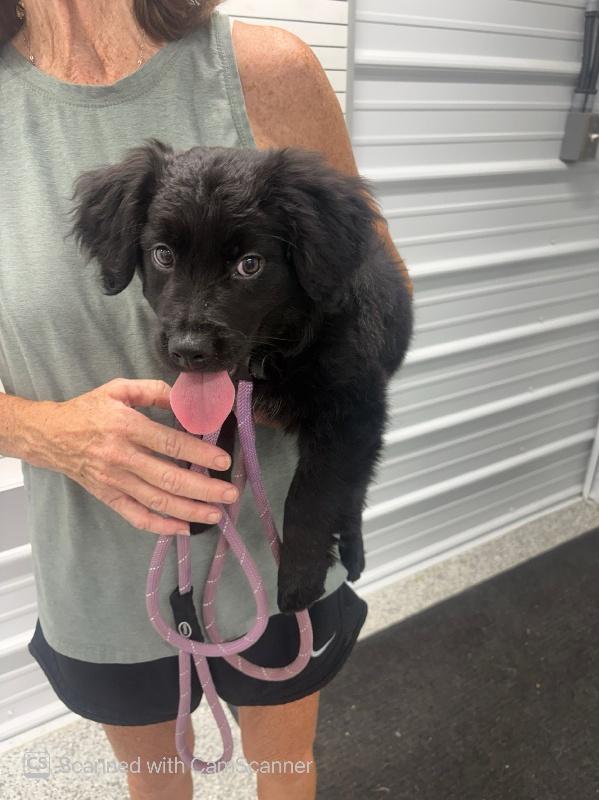 Link, Adopted, Puppy Male Collie & Retriever.