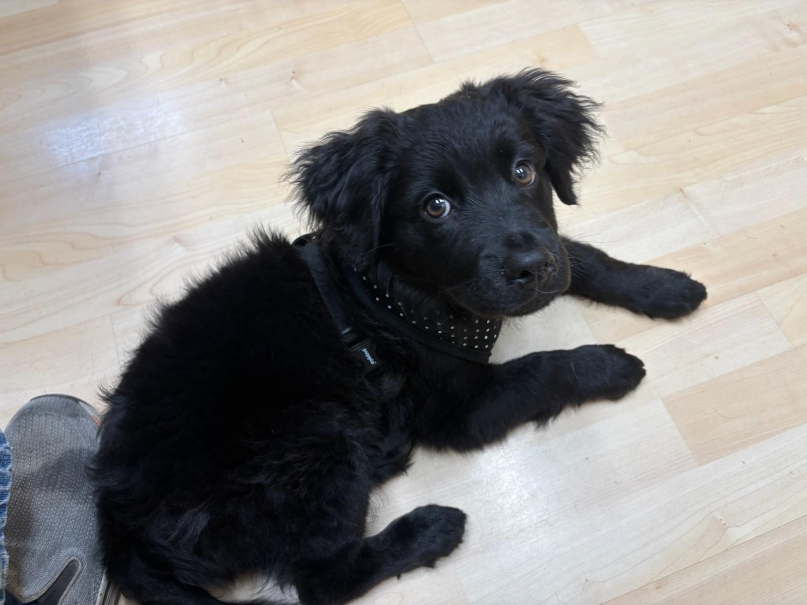 Enlarge Link, a Adopted mixed breed in Aurora, IL image 3/6