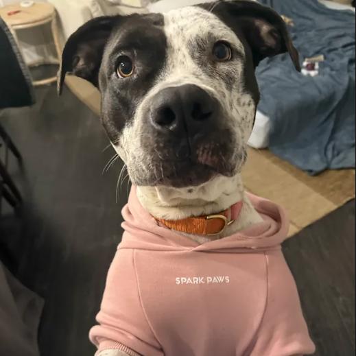 Peachy Keen, Adoptable, Adult Female Pit Bull Terrier & English Bulldog.
