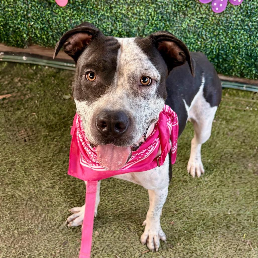 Enlarge Peachy Keen, a Adoptable Pit Bull Terrier in Austin, TX image 1/6