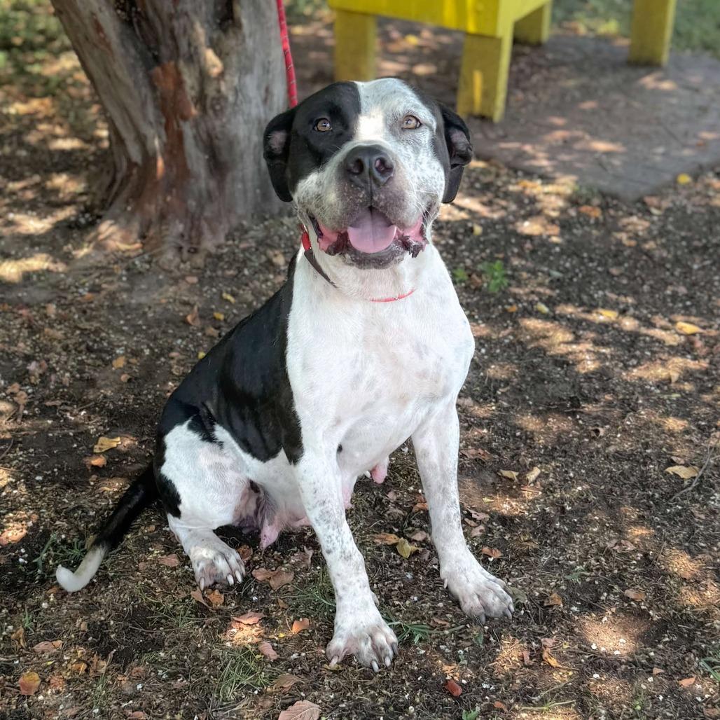 Enlarge Peachy Keen, a Adoptable Pit Bull Terrier in Austin, TX image 2/6