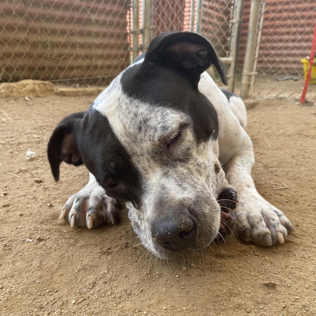 Enlarge Peachy Keen, a Adoptable Pit Bull Terrier in Austin, TX image 3/6