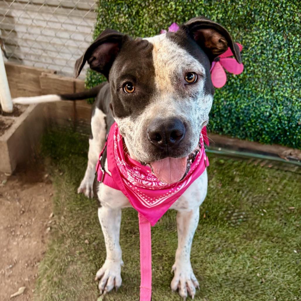 Enlarge Peachy Keen, a Adoptable Pit Bull Terrier in Austin, TX image 4/6