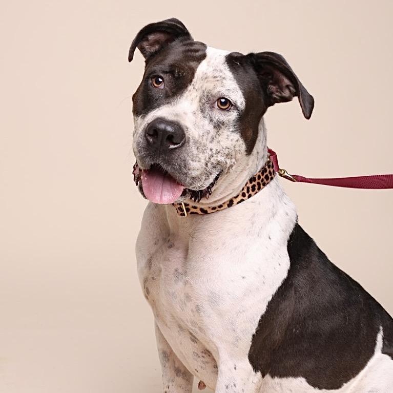 Enlarge Peachy Keen, a Adoptable mixed breed in Austin, TX image 4/6