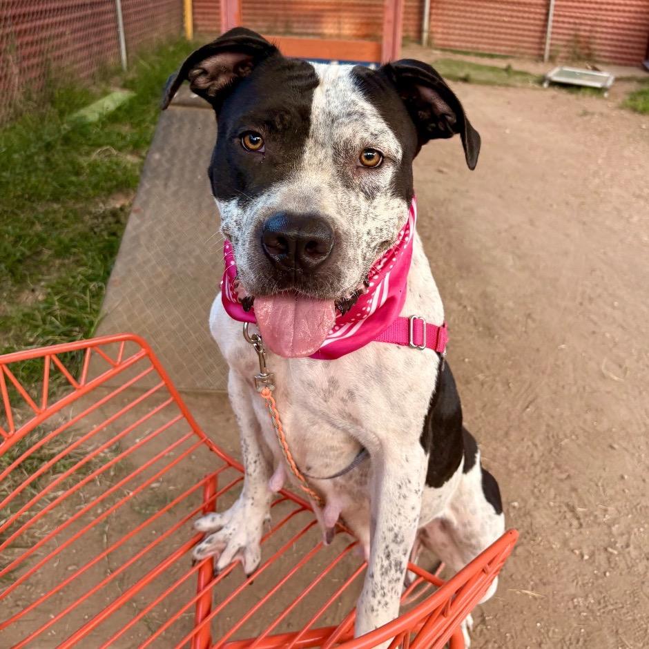 Enlarge Peachy Keen, a Adoptable Pit Bull Terrier in Austin, TX image 5/6