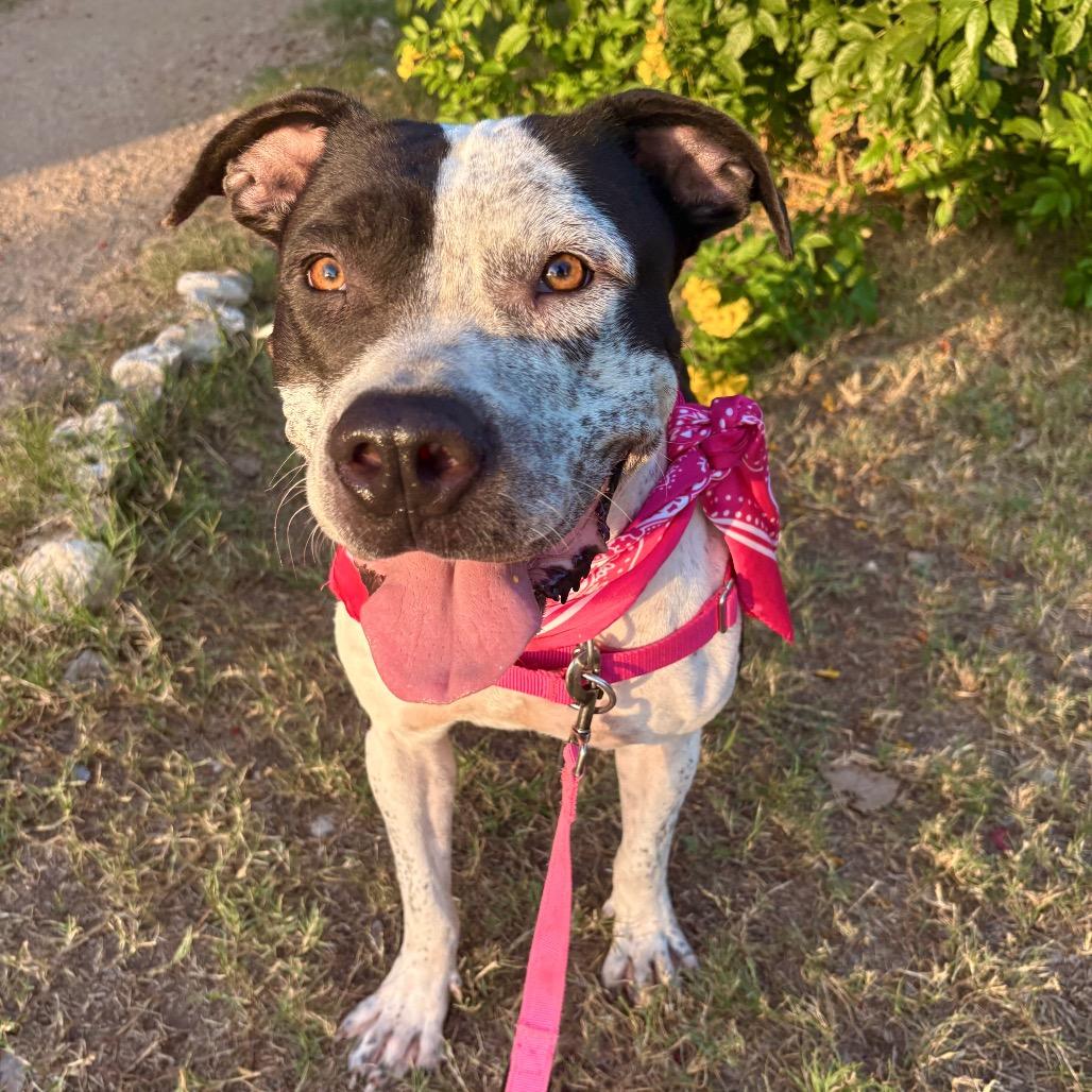 Enlarge Peachy Keen, a Adoptable Pit Bull Terrier in Austin, TX image 6/6