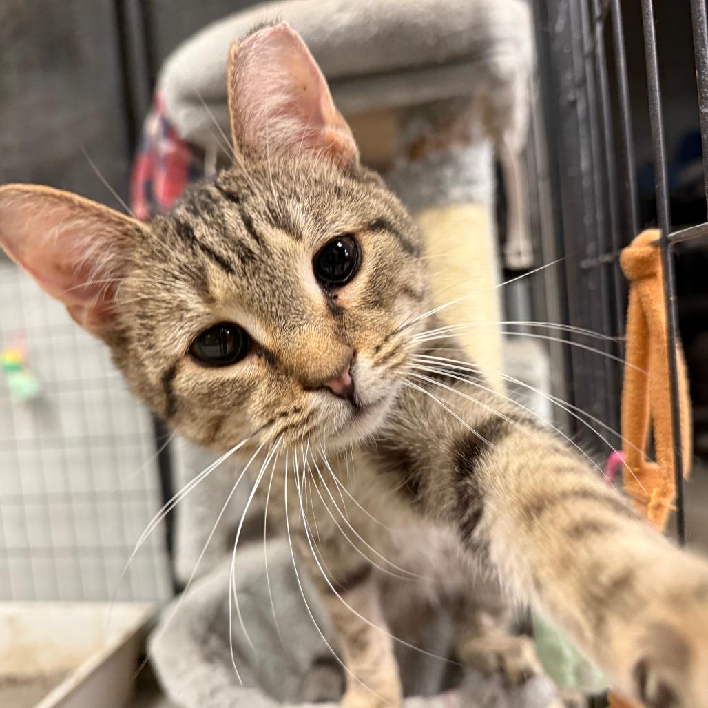 Cat-Purrine Earnspaw, a Adoptable Domestic Short Hair in Richmond, IN image 1/4