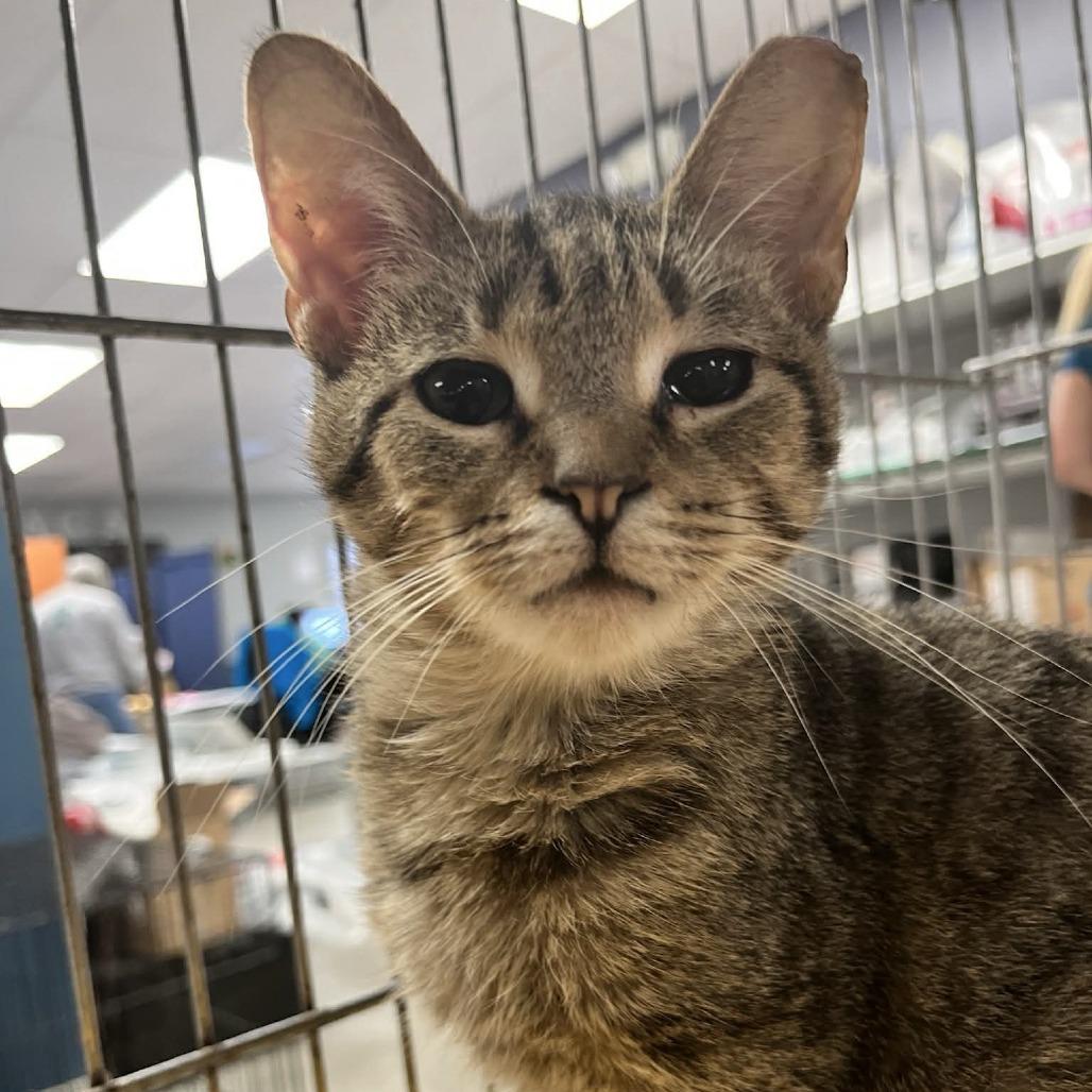 Enlarge Cat-Purrine, a Adoptable Domestic Short Hair in Richmond, IN image 1/1
